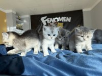 ORJİNAL IRK YAVRU KEDİLER MAGAZAMIZDA CANLI GÖRÜN
