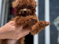 Yasal ruhsatlı çiftlikden ziyarete açık kore toy poodle