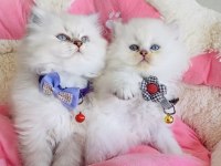 A kalite Maviş point British Longhair bebeğin