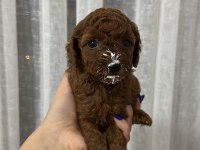 Toy poodle Köpeği