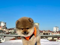 AYI SURAT POMERANİAN BOO YARU