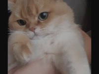 British shorthair ny11 golden