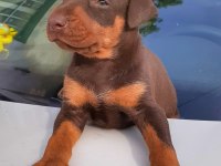 A kalite doberman bebeklerimiz
