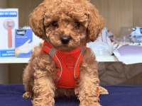 Sıfır numara toy poodle