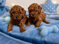 Orjinal tertemiz ev üretimi toy poodle