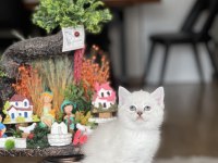 SAFKAN OYUNCU GÜZELLİK BRİTİSH SHORTHAİR YAVRUM