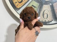 TOY POODLE YAVRULARI ERKEK