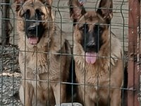 Safkan k9 yavrular yeni sahiplerini bekliyor