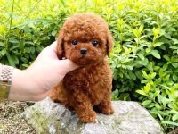 ADRESE TESLİM TOY POODLE BEBEKLERİM