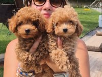 BİR BİRİNDEN SEVİMLİ POODLE BEBEKLERİ