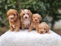 AŞILI PASAPORTLU MİKROÇİPLİ MALTİPOO YAVRULARIMIZ