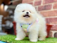 Pomeranian boo minik yavrular