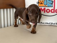 Petmode köpek çiftliğinden dachshund yavrumuz