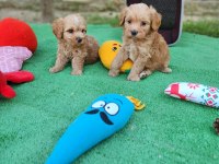 AŞILI PASAPORTLU MİKROÇİPLİ MALTİPOO YAVRULARIMIZ