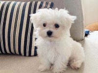 MALTESE TERRİER XS TEACUP EV DOĞUMLU A KALİTE