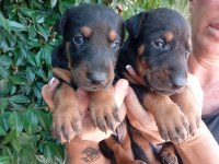 IRK VE SAĞLIK GARANTİ DOBERMAN YAVRULARIM