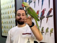 EVCİL KONUŞAN HALKALI ALEXANDER İSKENDER PAPAĞANI