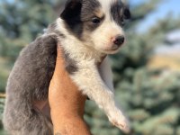 Petmode köpek çiftliğinden border collie yavrular