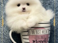 Teacup pomeranian boo yavrumuz