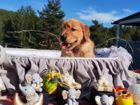 Baby face safkan golden retriever yavruları