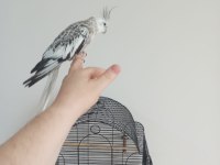 9 AYLIK DŞİ SULTAN PAPAĞANI KAMPANYALI