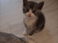 Sevimli Scottish Fold yavrusu