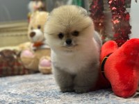 Orjinal Teacüp Pomeranian