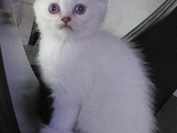 Şampiyon atalardan scottish fold yavrular