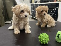 Petmode köpek çiftliğinde ziyarete açık maltipoo