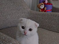 Yuvasını arayan minik bebek scottish fold