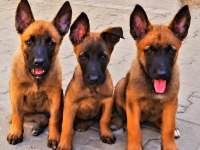 Malinois yavrularda son nokta