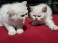 ziyarete açık beyaz mavi gözlü british shorthair