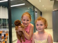 Son 3 Erkek 2 Dişi Toy Poodle