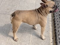 CUZİ BİR RAKAMA 2 YAŞINDA FAUN ERKEK FRANSIZ BULLDOG