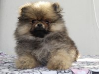 Küçük pomeranian ayıcıklar