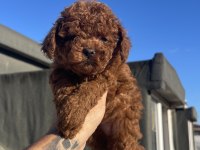 DİŞİ RED BRAWN TOY POODLE YAVRU