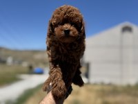 Petmode köpek çiftliğinden toy poodle yavrularımız