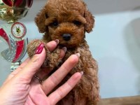 Kore toy poodle teacup