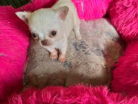 En Mini Boy Chihuahua