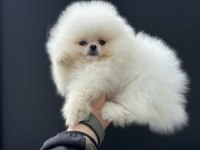 Petmode köpek çiftliğinden teddy pomeranian