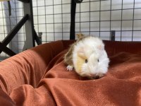 Yavru ginepig