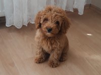 Uygun vasıflı safkan poodle