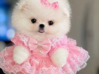 POMERANİAN MİKRO BOY PRENSES
