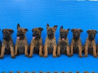 Şecereli Belçika Malinois Yavruları