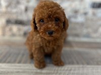 KORE TEACUP RED BROWN POODLE YAVRULAR