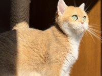 British Shorthair Nadir Renk Silver Ns11