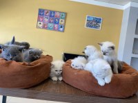ORJİNAL IRK YAVRU KEDİLER MAGAZAMIZDA CANLI GÖRÜN