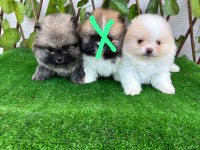 Pomeranian Boo Bebekler