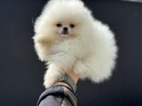Çok özel show kalite pomeranian lar petmode den