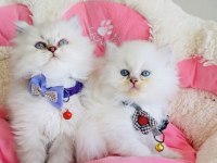 Maviş British Longhair bebeklerim